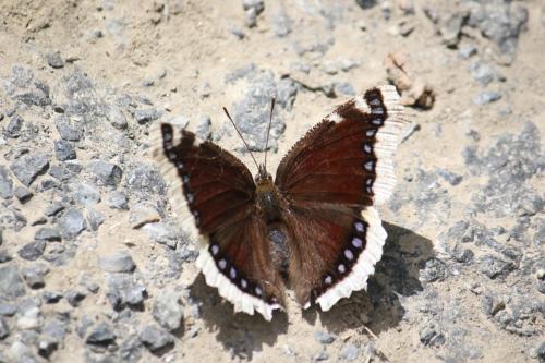 Nymphalis antiopa